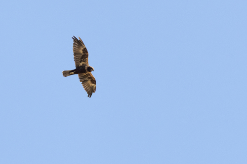 Western Marsh Harrier