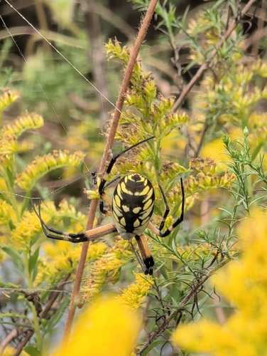 Yellow Garden Spider