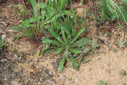 Hypochaeris glabra, photograph 2