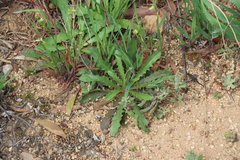 Hypochaeris glabra, photograph (c) Tony Rebelo, some rights reserved (CC BY-SA)