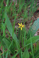 Baeometra uniflora
