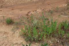 Silene gallica, photograph (c) Tony Rebelo, some rights reserved (CC BY-SA)