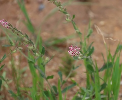 Silene gallica, photograph (c) Tony Rebelo, some rights reserved (CC BY-SA)