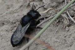 Cephalosmia