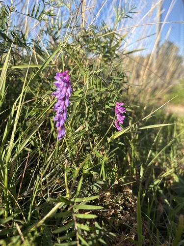 tufted vetch