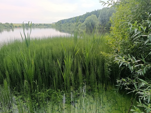 Equisetum fluviatile, photograph 3