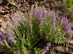 Penstemon venustus