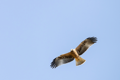 Booted Eagle