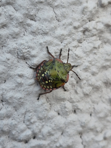 Southern Green Stink Bug