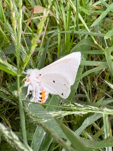 Virginian Tiger Moth