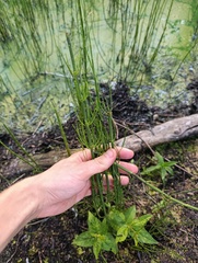 (c) Мирослав Соболев, some rights reserved (CC BY) Equisetum fluviatile, photograph (c) Мирослав Соболев, some rights reserved (CC BY)