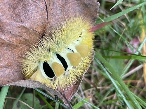 Pale Tussock Moth