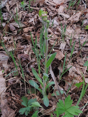 Erigeron pulchellus