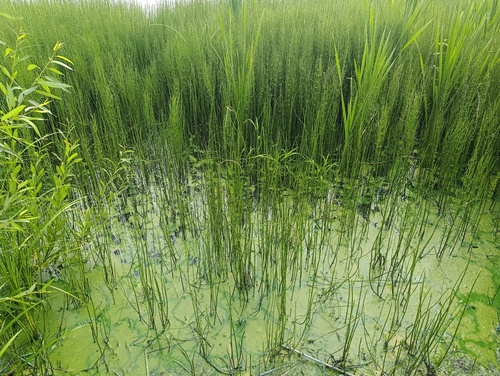 Equisetum fluviatile, photograph 1