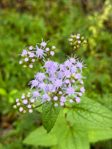 blue mistflower