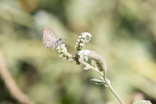 Lang's Short-tailed Blue