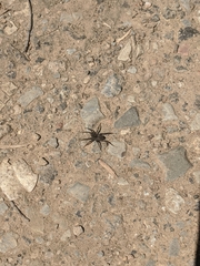 Araneae