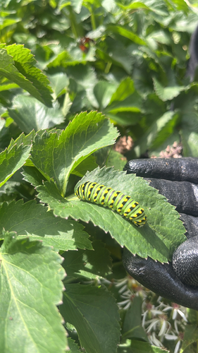 Black Swallowtail