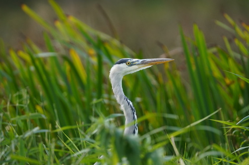 Grey Heron