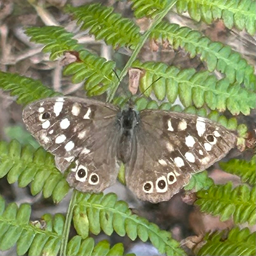 Speckled Wood