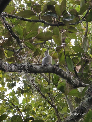 Red-bellied Woodpecker