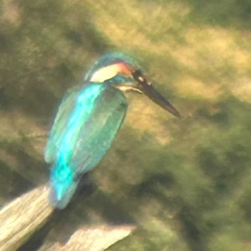 Common Kingfisher