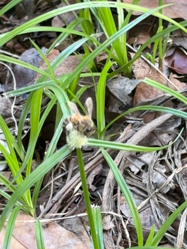 Western Honey Bee