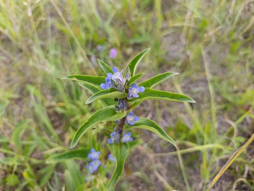 Gentiana cruciata