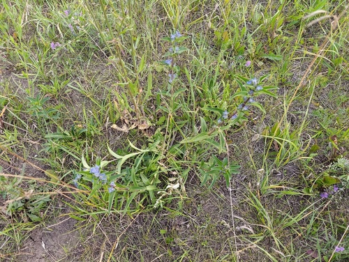 Gentiana cruciata, photograph 1