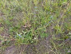 Gentiana cruciata, photograph (c) Мирослав Соболев, some rights reserved (CC BY)