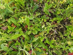 Fragaria viridis, photograph (c) Мирослав Соболев, some rights reserved (CC BY)