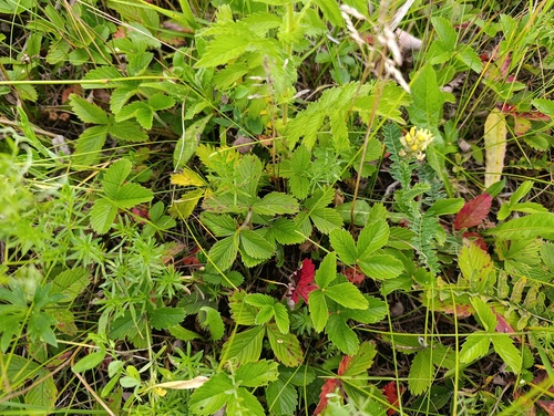 Fragaria viridis, photograph 6