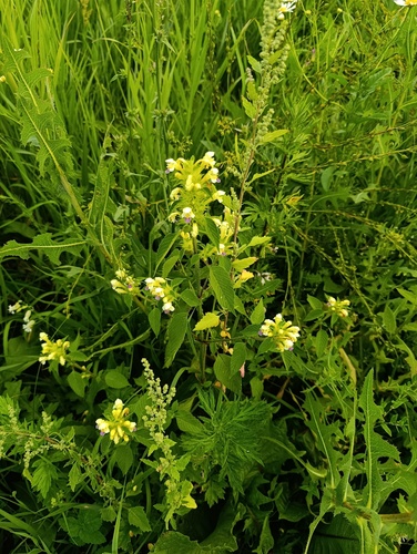 Galeopsis speciosa, photograph 3