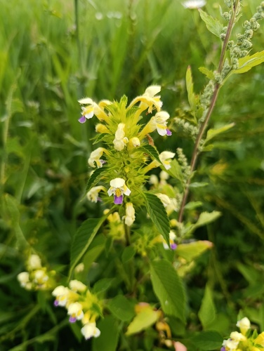 Galeopsis speciosa, photograph 1