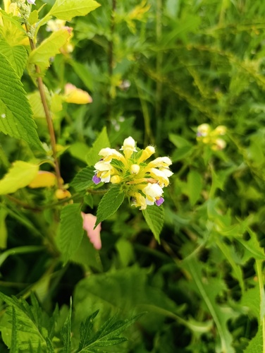 Galeopsis speciosa, photograph 2