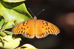 Dione vanillae