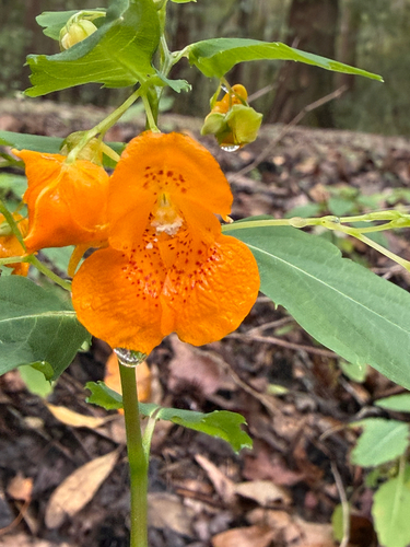 common jewelweed