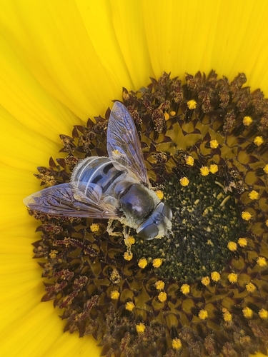 Yellow-shouldered Drone Fly