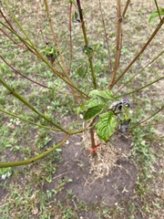 Magnoliopsida
