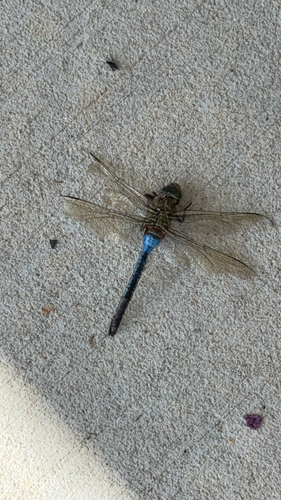 Common Green Darner