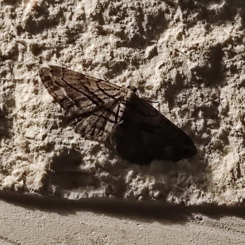 Peribatodes correptaria