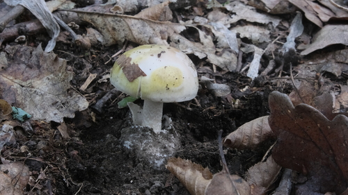 Deathcap