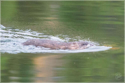 Muskrat