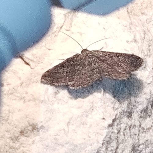 Rhoptria asperaria