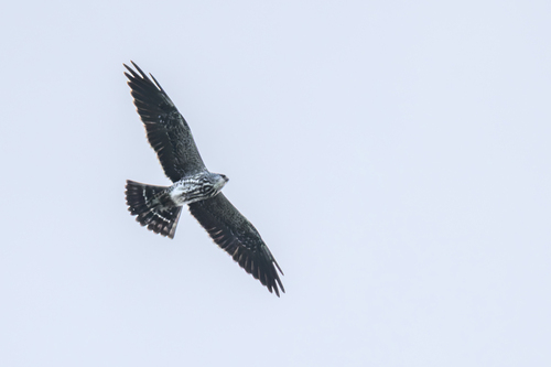 Mississippi Kite