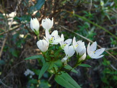 Gentianella tenuifolia