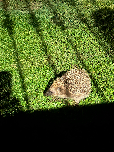 Common Hedgehog