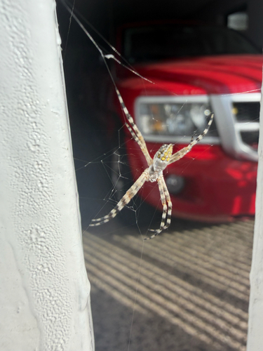 Silver Garden Orbweaver