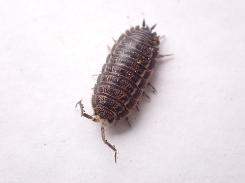 Rathke's Woodlouse