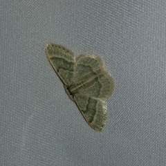 Chlorochlamys appellaria